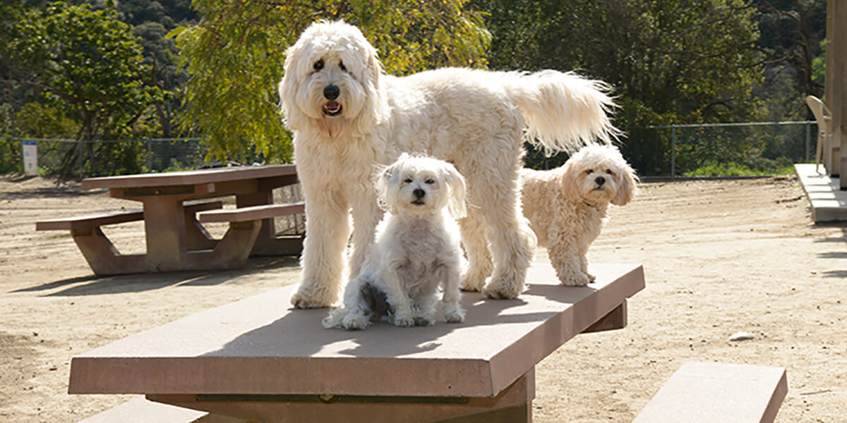 three white dogs on table at Laurel Canyon Dog Park